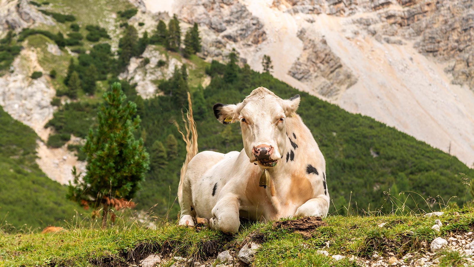 Una mucca siede sull'erba nel Parco Naturale Fanes-Senes-Braies