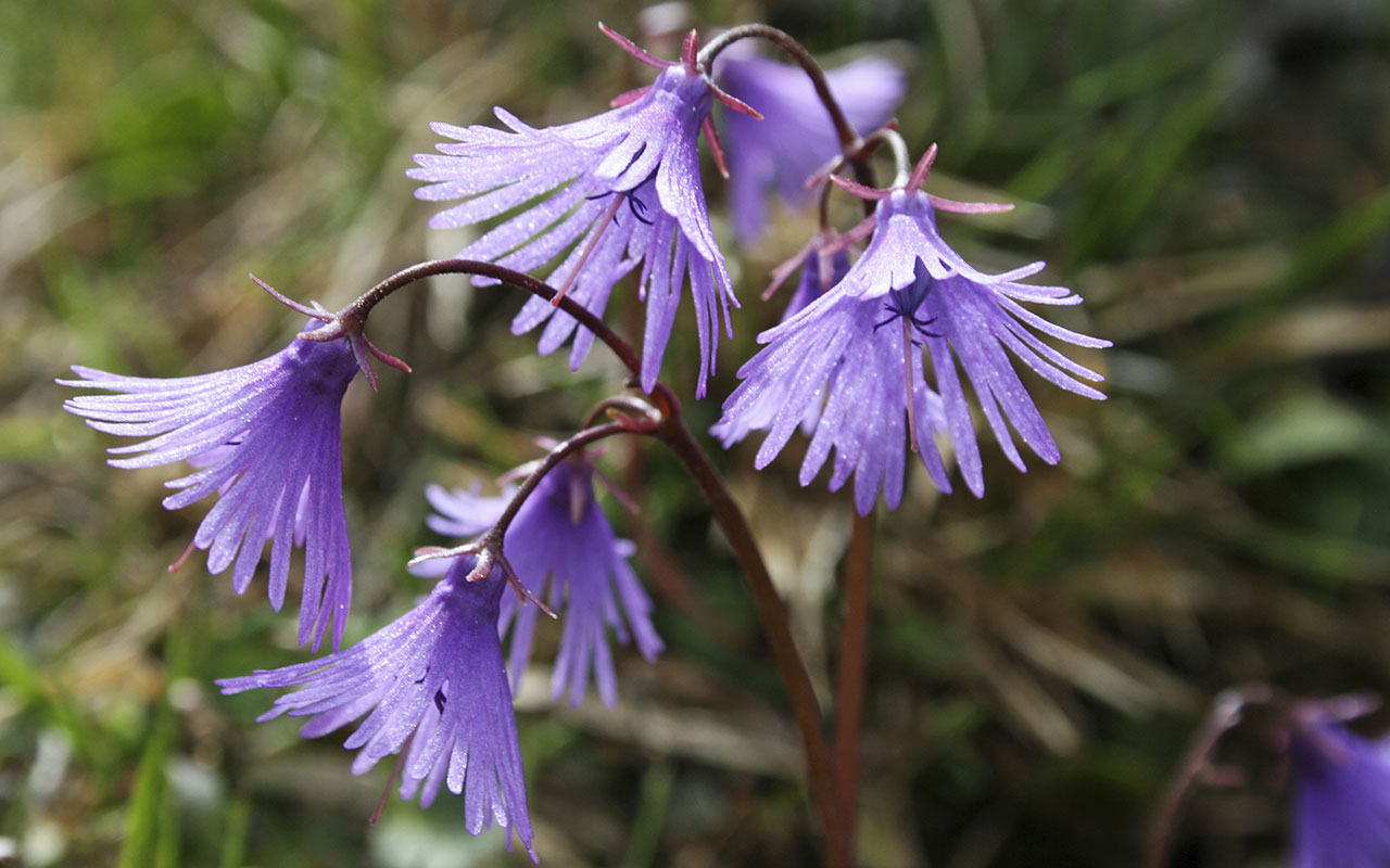 Dettaglio di alcuni fiori viola con forma a campana